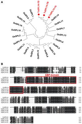 TaSPL14-7A is a conserved regulator controlling plant architecture and yield traits in common wheat (Triticum aestivum L.)